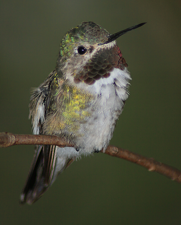 Broadtailed Hummingbird   P O'Malley